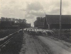 Zum Weiden gehen von Alfred Stieglitz
