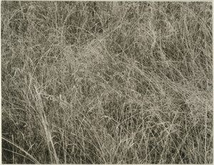 Gras