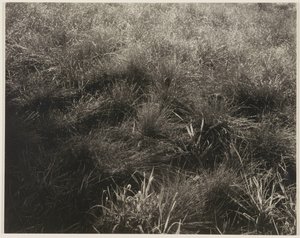 Gräser von Alfred Stieglitz