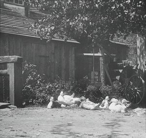 Gutach, 1894 von Alfred Stieglitz
