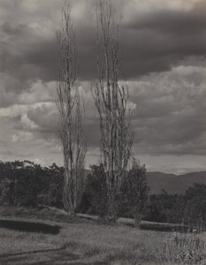 Pappeln—Lake George von Alfred Stieglitz