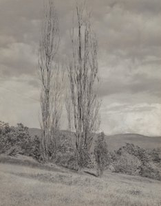 Pappeln - Lake George von Alfred Stieglitz