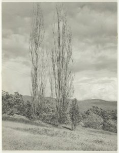Pappeln—Lake George