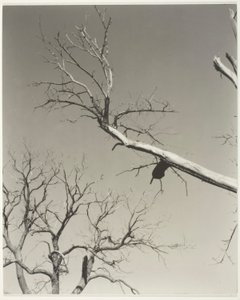Der sterbende Kastanienbaum—Mein Lehrer von Alfred Stieglitz