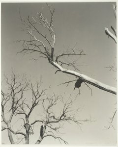 Der sterbende Kastanienbaum—Mein Lehrer, 1927
