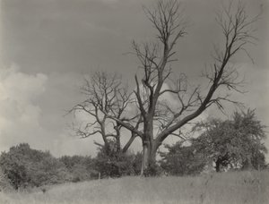 Der sterbende Kastanienbaum von Alfred Stieglitz