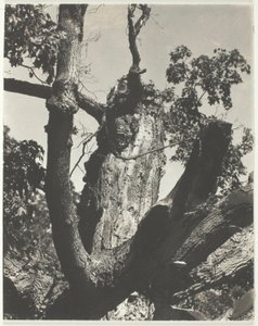 Der alte Ahorn—Lake George von Alfred Stieglitz