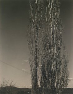Die zwei Pappeln, Lake George