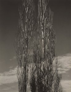 Die zwei Pappeln, Lake George von Alfred Stieglitz
