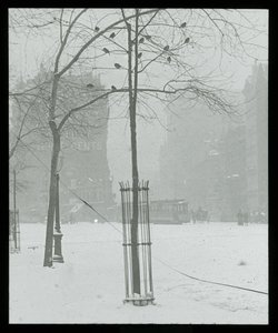 Baum im Schnee, New York City von Alfred Stieglitz