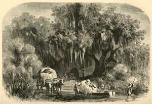 Die Moossammler, 1872