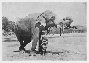 Maligawa-Elefant und Mahouts, ca. 1890, 1910