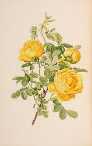 Illustration aus 