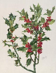 Stechpalme, Illustration aus Encyclopédie Artistique et Documentaire de la Plante, veröffentlicht in Paris, 1904-08 von Alice Bailly