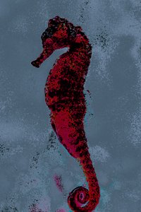 Seepferdchen von Alice Gur-Arie