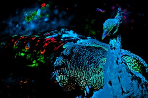 Der Pfau der Prinzessin