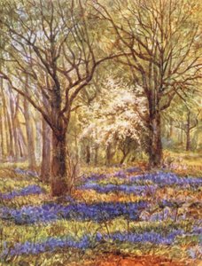 New Forest: Glockenblumen im Eichenwald, Mai von Alice Julia Argles