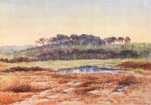 New Forest: Von Denny Wood, Blick Richtung Wood Fidley, Dezembernachmittag von Alice Julia Argles