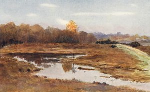 New Forest: Auf der Beaulieu Road, ein nasser Oktober von Alice Julia Argles