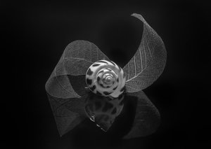  von Alice Sheng