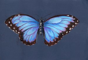 Blauer Morphofalter