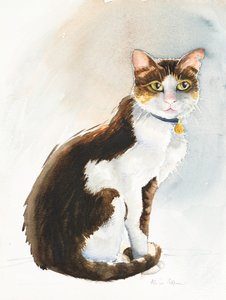 Dave die saudische Katze