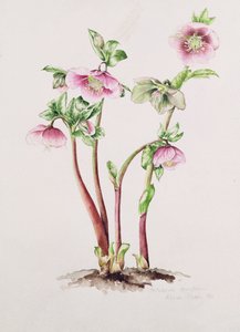 Lenzrose: Helleborus orientalis von Alison Cooper
