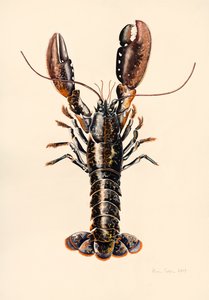 Hummer aus Solva, 2014