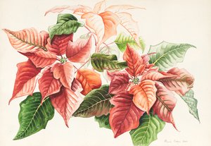 Weihnachtsstern