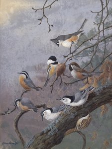 Vogelmix von Allan Brooks