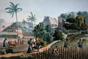 Insel Guam: Landwirtschaftliche Arbeiten, aus 