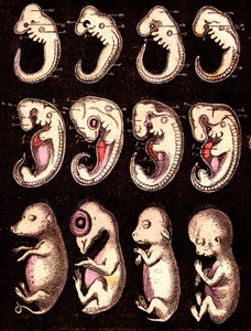 Verglichene Embryonen von 4 Wirbeltieren (5 Lebewesen): Von links nach rechts: Schwein, Huhn, Kaninchen, Mensch. Zeichnung von A. Demarle. 1885 von Alphonse Demarle