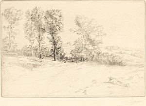 Wiese im Sonnenschein