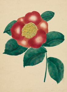 Chinesische Blume von Altha Mary Nims