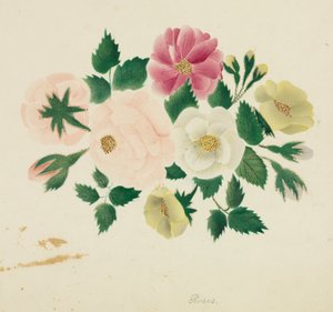 Junirose von Altha Mary Nims