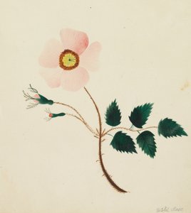 Wildrose