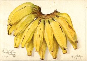 Bananen (Musa: Guincos Finget) von Amanda Almira Newton
