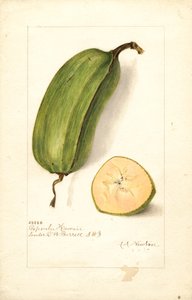 Bananen (Musa: Popoulu Hawaii) von Amanda Almira Newton