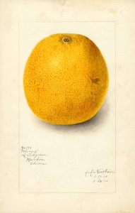 Ichang Orange (Citrus sinensis) von Amanda Almira Newton