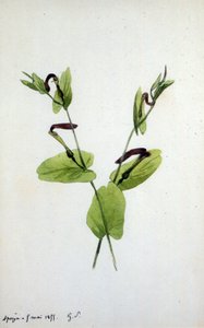 Aristolochia, eine große Pflanzengattung der Familie Aristolochiaceae von Amantine Dupin