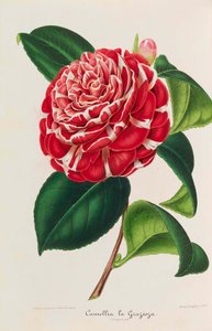 Neue Ikonographie der Kamelien, 1850-1860 von Ambroise Alexandre Verschaffelt
