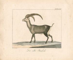 Alpensteinbock