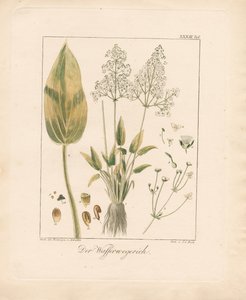 Gewöhnlicher Froschlöffel von Ambrosius Gabler