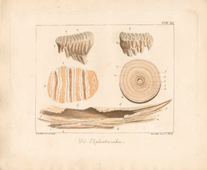 Elefantenstoßzähne (kolorierte Kupferstichgravur)