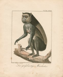 Großer Bartaffe (handkolorierte Kupferstichgravur)