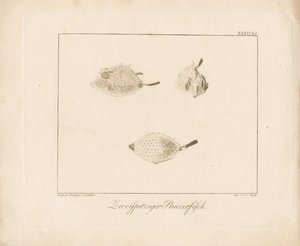 Langhorn-Kuhfisch