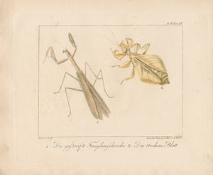 Gottesanbeterin und Wandelndes Blatt