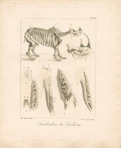 Nashorn-Skelettstruktur