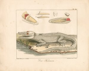 Der Kaiman (handkolorierte Gravur)