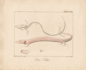 Der Olm (handkolorierte Lithografie)